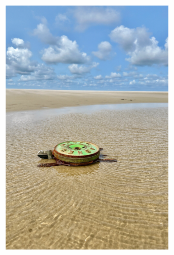 Susi Schildkröte Titelbild